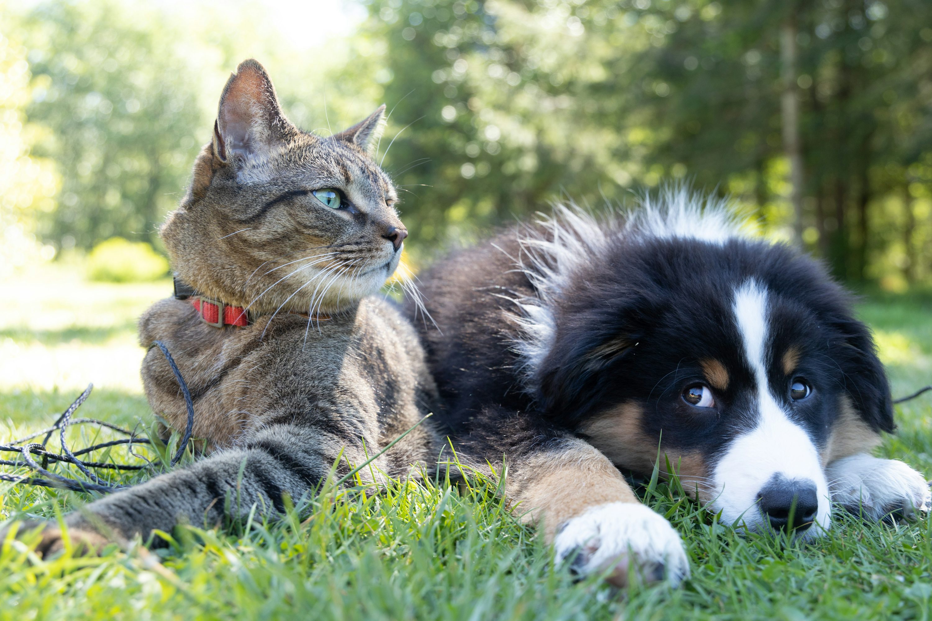 I-VET Animal Clinic